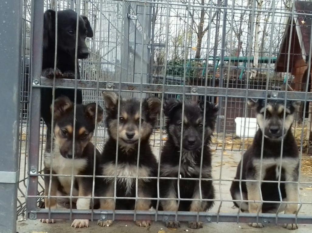 Pieski do oddania w dobre rece