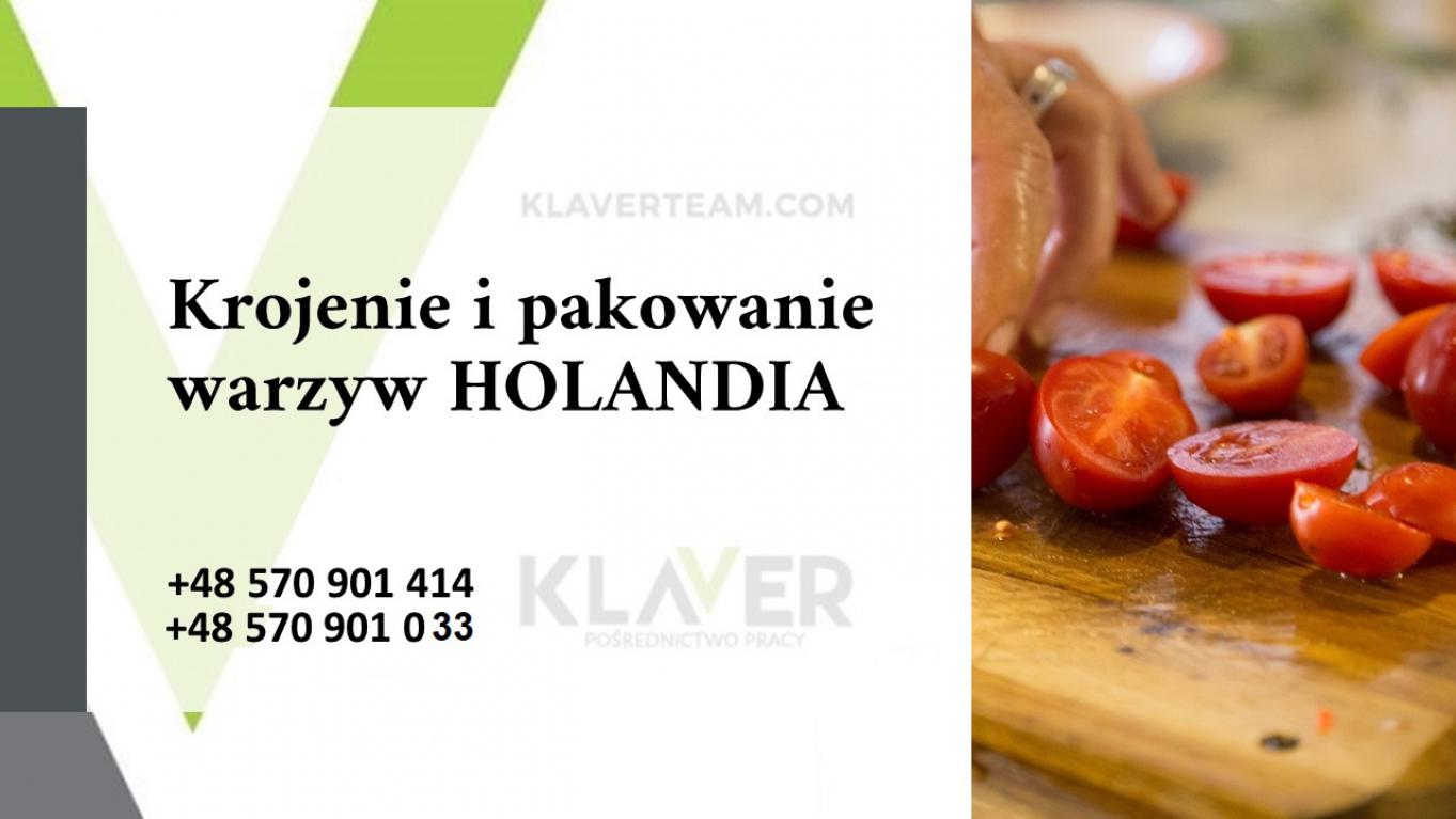 Praca na produkcji w Holandii- bez języka, wysokie