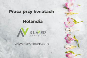 Praca w Holandii przy kwiatach - bez doświadczenia