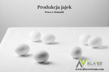 Praca za granicą- Produkcja jajek- Holandia